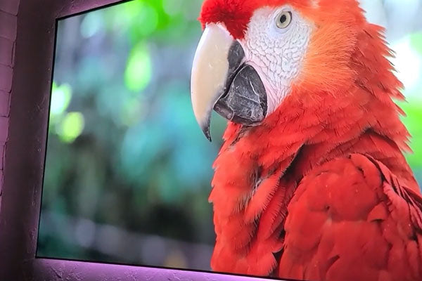 Exceptional Picture Quality